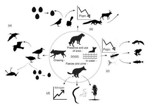 개가 환경에 미치는 부정적인 영향(a)포식성 행동과 추격으로 야생동물 도주, 사망, 에너지 및 번식 등에 영향, (b)지역 생물 다양성·풍부성·번식에 영향, (c)개가 물에 들어갈 경우 화학약품 등 수생 생물 영향 (d) 소변과 대변으로 인한 수로 질소 증가 및 수생 식물 영향, 인수공통감염병 및 기생충의 확산 가능성. [Pacific Conservation Biology / Bill Bateman et al. 제공. 재판매 및 DB 금지]